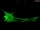 Rat Cardiac Myocytes