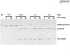 Recombinant yeast SUMO Protease