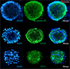 3D Culture of Human Primary Cortical Spheroids