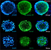 3D Human Primary Cortical Spheroids