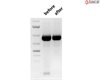SpeeDNA PCR Purification Kit, 100 preparations