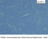 Immortalized Hair Follicle Dermal Papilla Cells - SV40