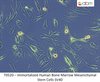 Immortalized Human Bone Marrow Mesenchymal Stem Cells SV40