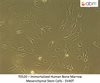 Immortalized Human Bone Marrow Mesenchymal Stem Cells SV40