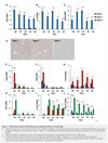 Immortalized Preadipocyte Clonal Cell Line SCF1-15; Type 3