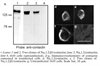 Na<sub>v</sub>2.1/beta1/Contactin Stable Chinese Hamster Lung Cell Line