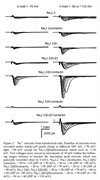 Na<sub>v</sub>2.1/beta1/Contactin Stable Chinese Hamster Lung Cell Line