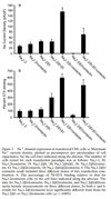 Na<sub>v</sub>2.1/beta1/Contactin Stable Chinese Hamster Lung Cell Line