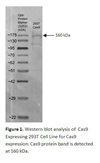 Cas9 Expressing 293T Cell Line