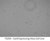 Cas9 Expressing HeLa Cell Line