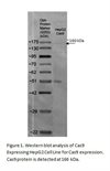 Cas9 Expressing HepG2 Cell Line