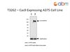 Cas9 Expressing A375 Cell Line