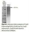 Cas9 Expressing RL95-2 Cell line
