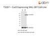 Cas9 Expressing SNU-387 Cell Line