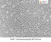 Cas9 Expressing SNU-387 Cell Line