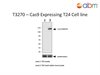 Cas9 Expressing T24 Cell line