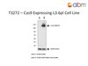 Cas9 Expressing L3.6pl Cell Line