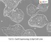 Cas9 Expressing L3.6pl Cell Line