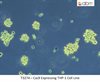 Cas9 Expressing THP-1 Cell Line