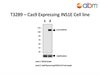 Cas9 Expressing INS1E Cell line