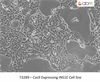 Cas9 Expressing INS1E Cell line