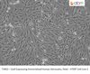 Cas9 Expressing Immortalized Human Astrocytes, Fetal - hTERT Cell Line