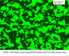 GFP Stably Expressing HEK293 Stable Cell Line (Safe Harbor Site)