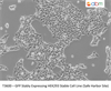 GFP Stably Expressing HEK293 Stable Cell Line (Safe Harbor Site)
