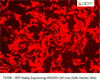 RFP Stably Expressing HEK293 Cell Line (Safe Harbor Site)