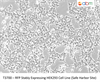 RFP Stably Expressing HEK293 Cell Line (Safe Harbor Site)