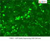 GFP Stably Expressing CHO Cell Line