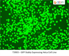 GFP Stably Expressing Hela Cell Line