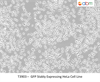 GFP Stably Expressing Hela Cell Line