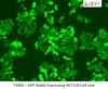 GFP Stably Expressing HCT116 Cell Line