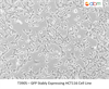 GFP Stably Expressing HCT116 Cell Line