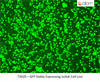 GFP Stably Expressing Jurkat Cell Line