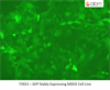 GFP Stably Expressing MDCK Cell Line
