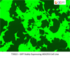 GFP Stably Expressing HEK293 Cell Line