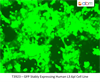 GFP Stably Expressing Human L3.6pl Cell Line