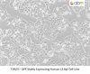 GFP Stably Expressing Human L3.6pl Cell Line