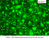 GFP Stably Expressing Human PC3-M Cell Line
