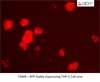 RFP Stably Expressing THP-1 Cell Line