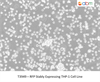 RFP Stably Expressing THP-1 Cell Line
