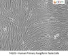 Human Normal Fungiform Taste Cells, 