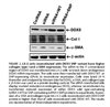 Stable Human Hepatic Stellate Expressing DDX5-WT Cell Line
