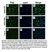 Stable Human Hepatic Stellate Expressing DDX5-WT Cell Line