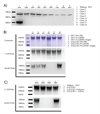 GALE Stable Knockout HEK293T Cell Line (Clone 4)