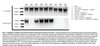 GALE Stable Knockout HEK293T Cell Line (Clone 4)