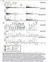 GALE Stable Knockout HEK293T Cell Line (Clone 4)