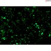 TCF/LEF GFP Reporter Vector
